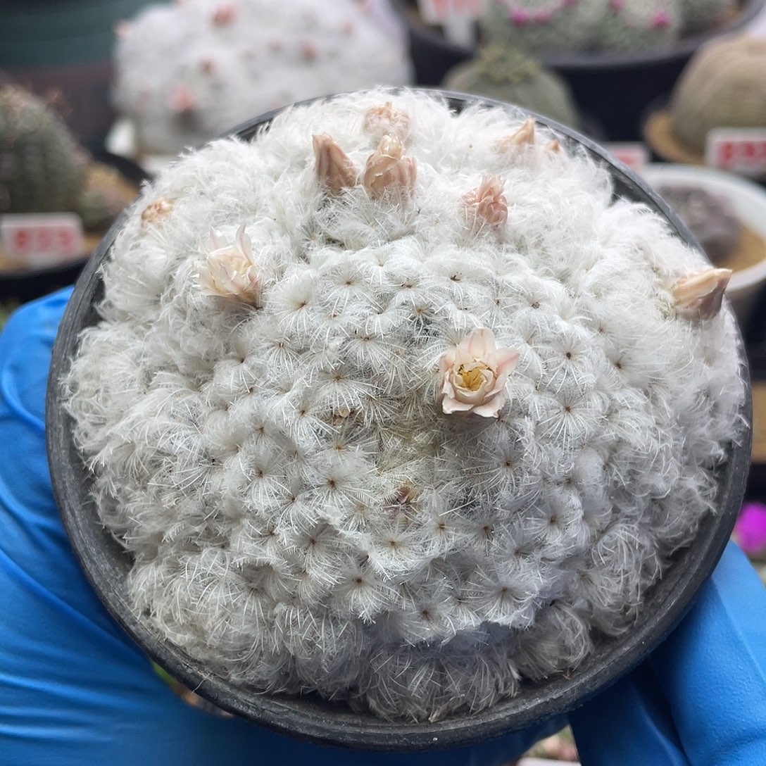 实生日系高绒降落伞白星仙人球