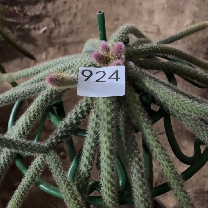 l***'垂吊鼠尾紫色^_^^_^924