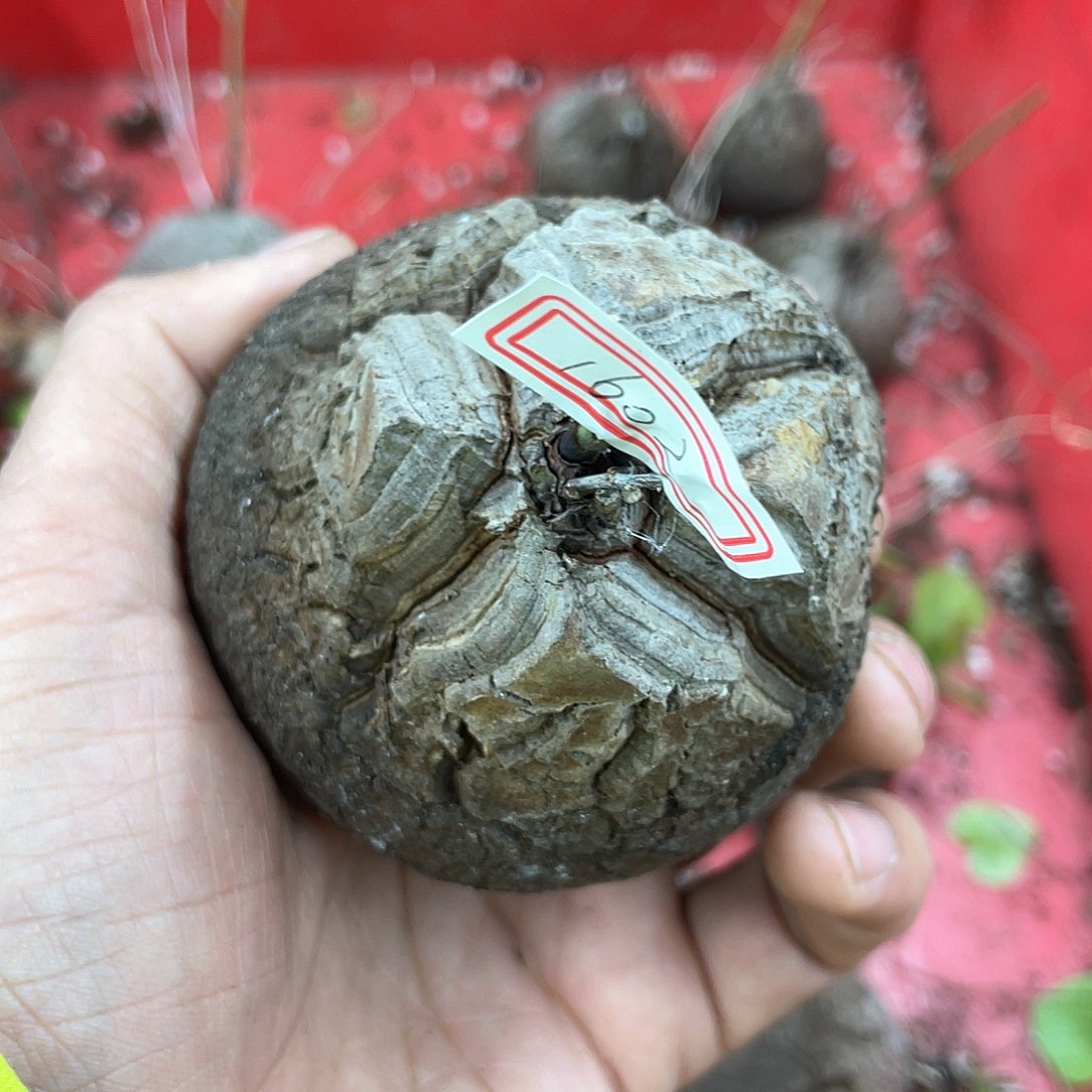 龟甲龙一物一拍1602号7.5cm