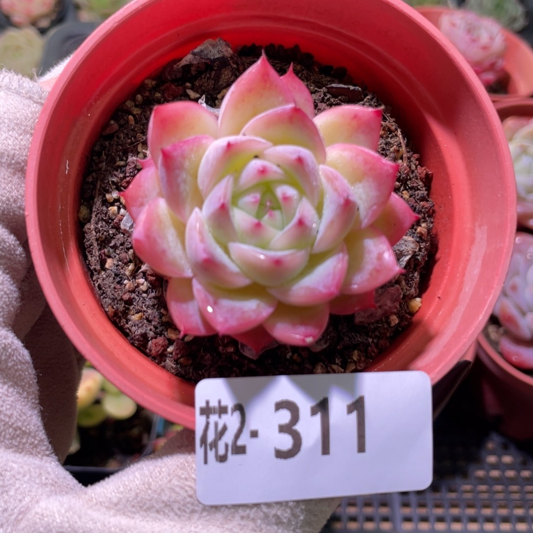 花利美2-311粉水晶