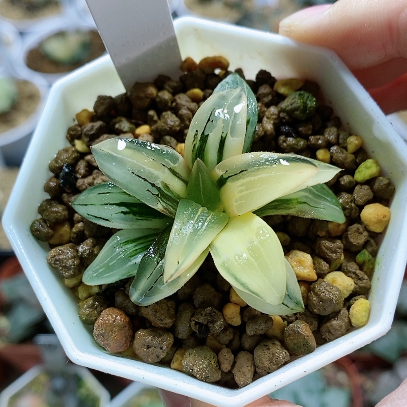 【闪购商品】166红纹寿锦