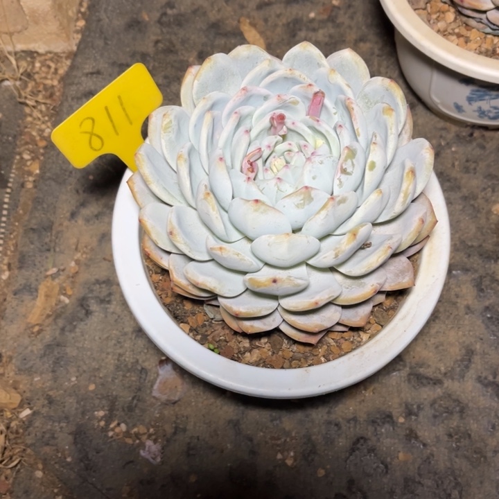 橙梦露多肉植物811