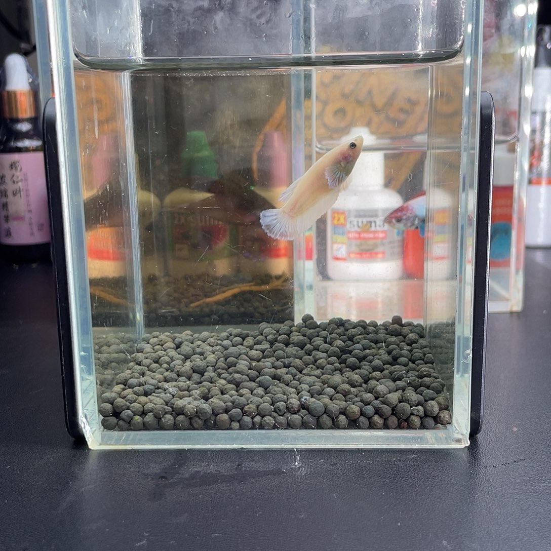 斗鱼8号1119早天使之翼母