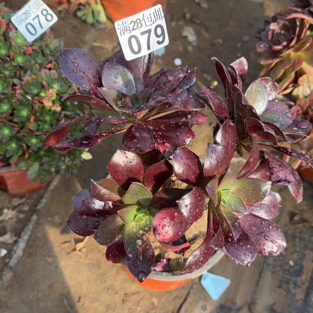冰武士多肉079满28包邮断枝不包瑕疵