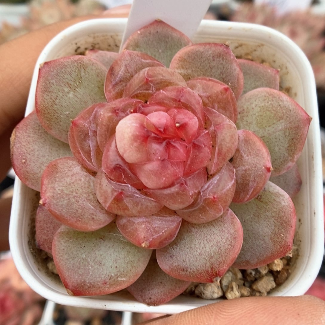 甜心可拍738号。  