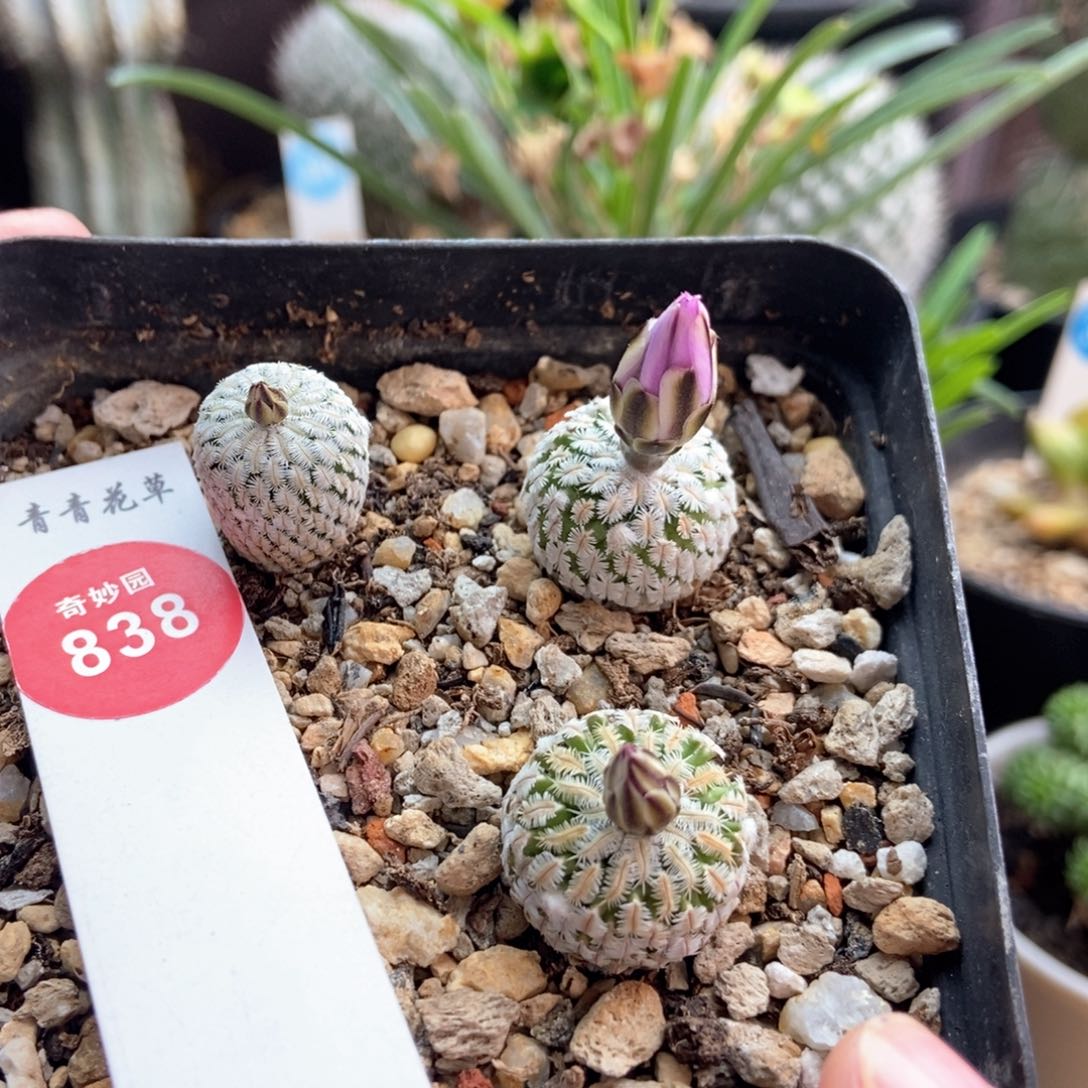 实生赤花精巧殿三颗仙人球