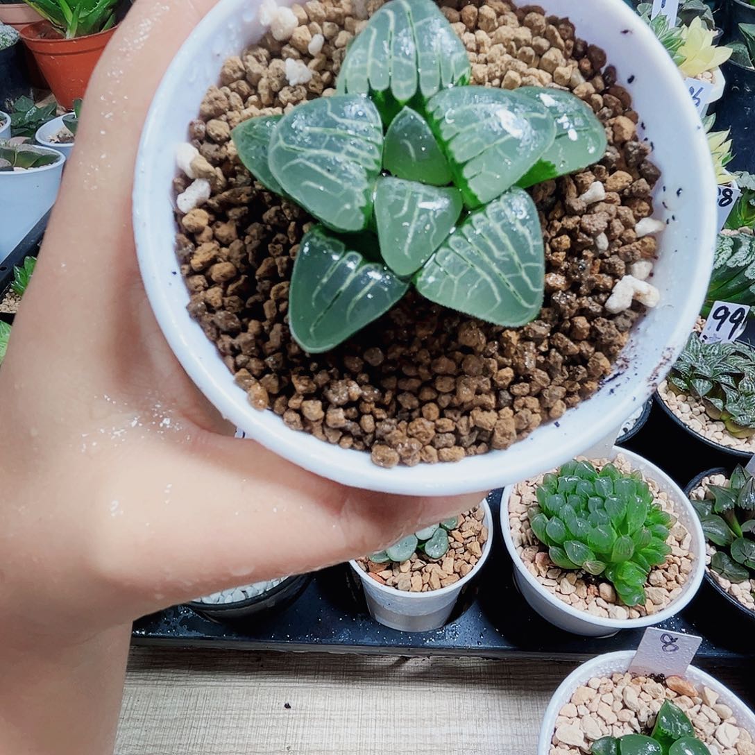 粉色甜心多肉植物66666