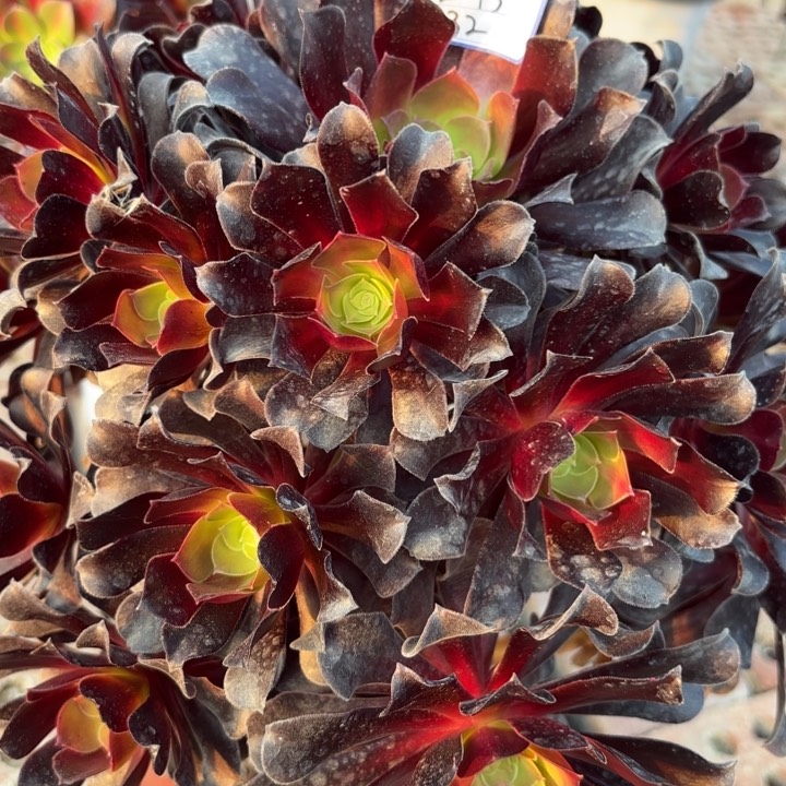 欧资多肉断枝不包32