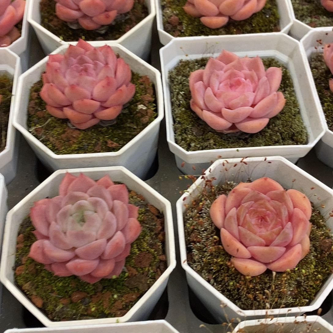 47。桃熏。福利多多