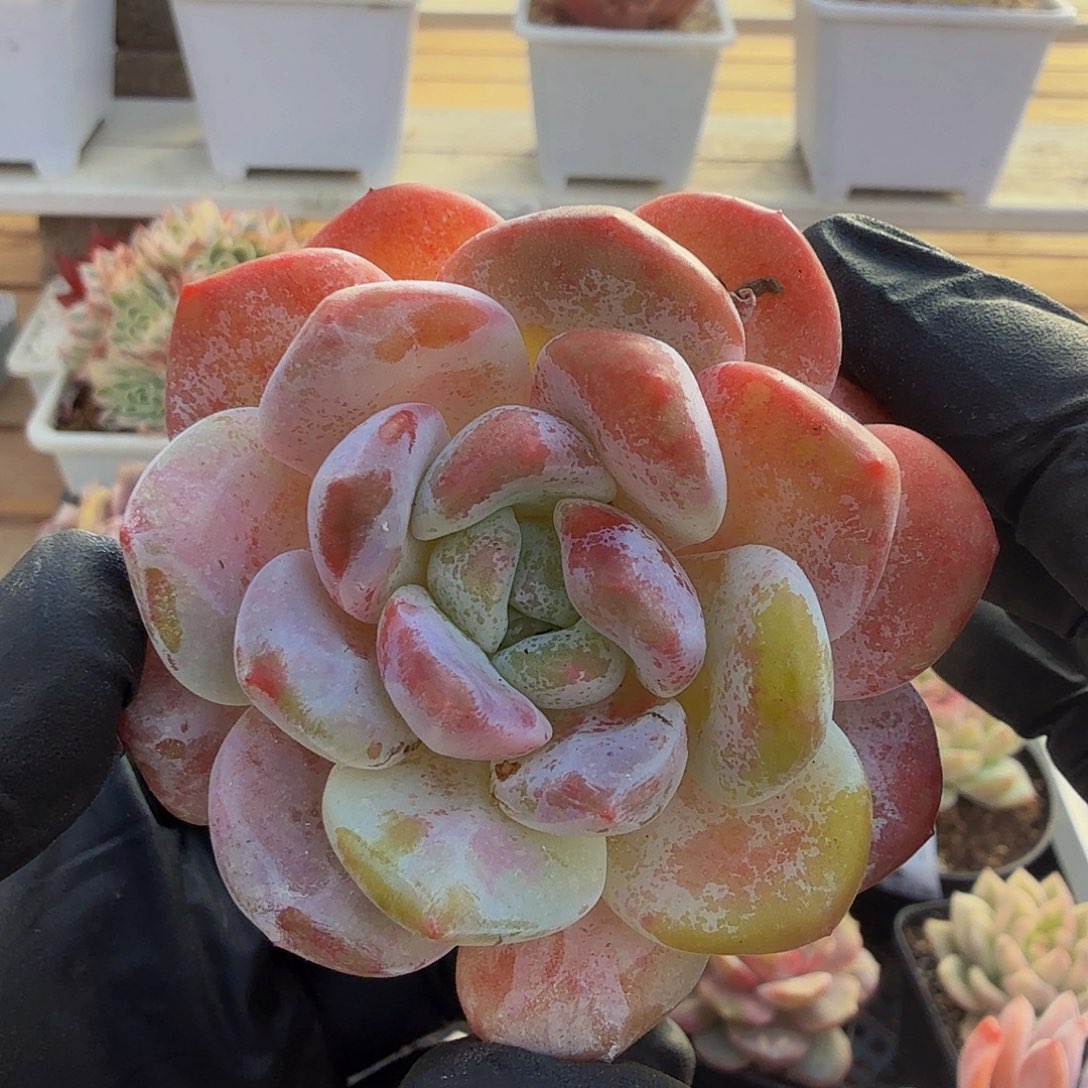 1125-45橙梦露单头