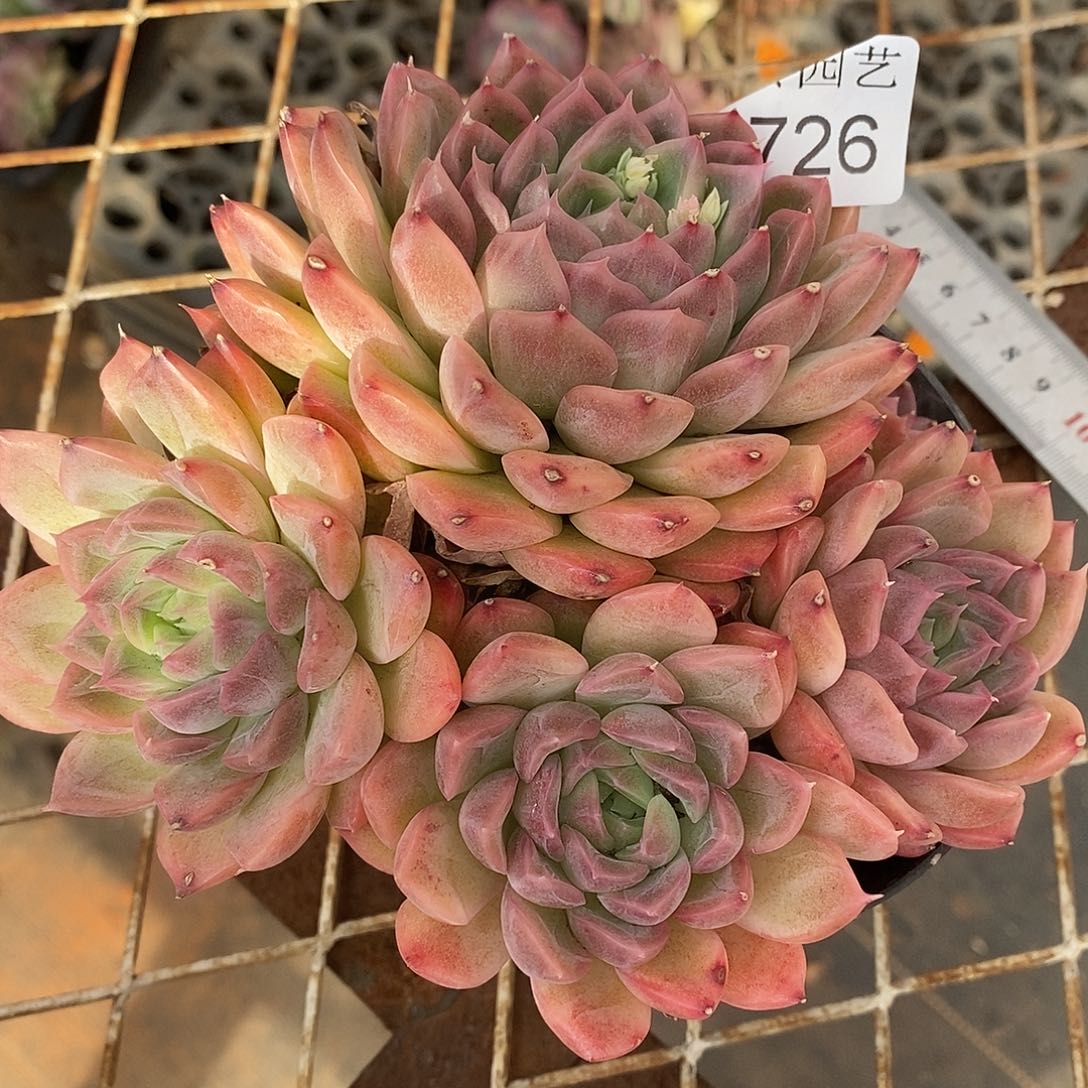 3726杂交老桩基地～14厘米