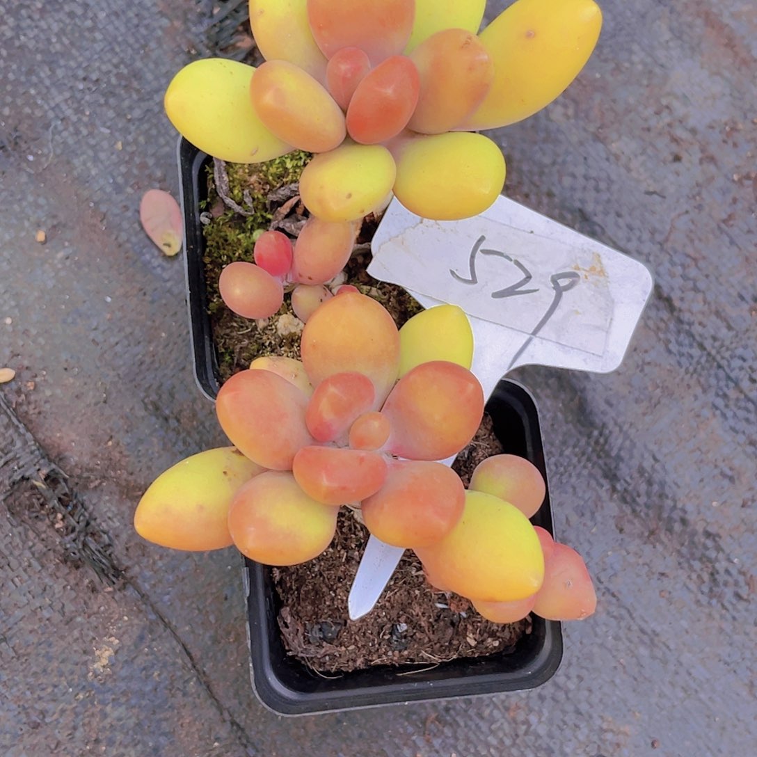 用***40000000000000529