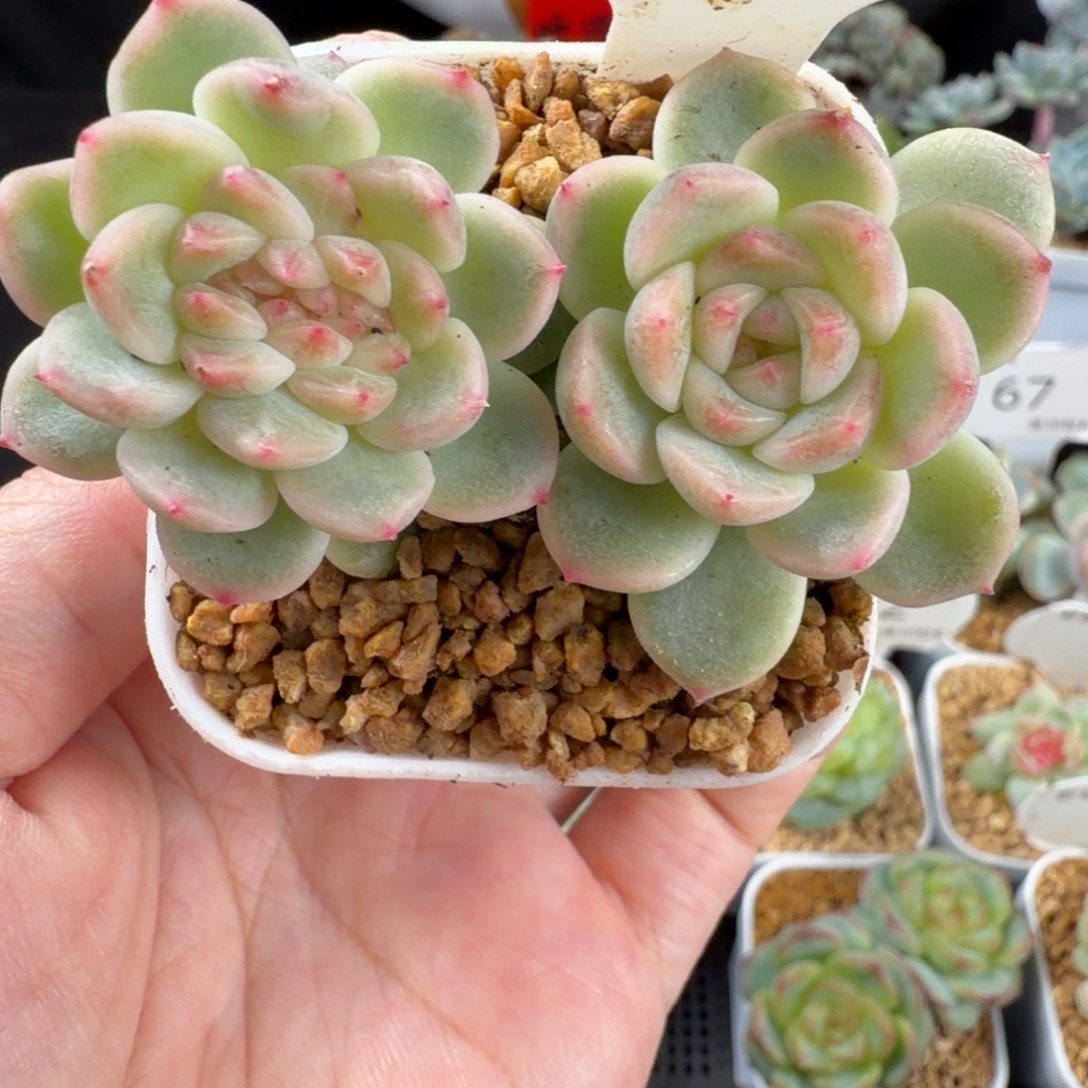 珍妮缀化一颗76号