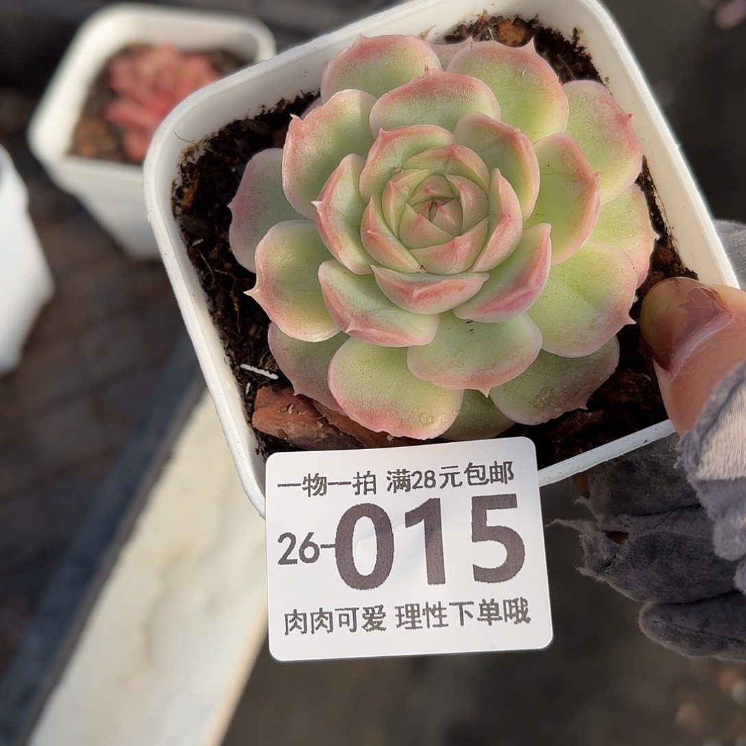 水晶虾饺无盆土发货无盆