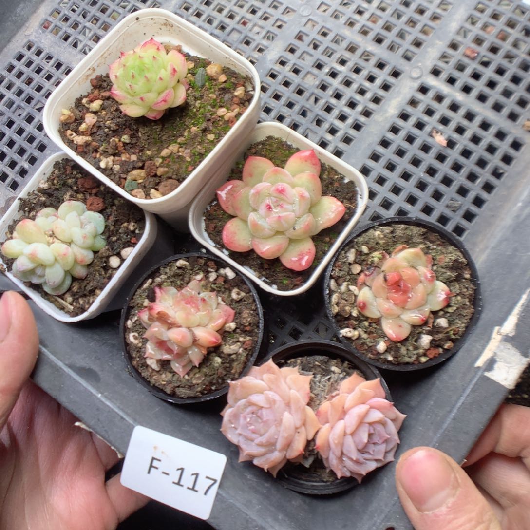 无花朵F117 yyyytttt