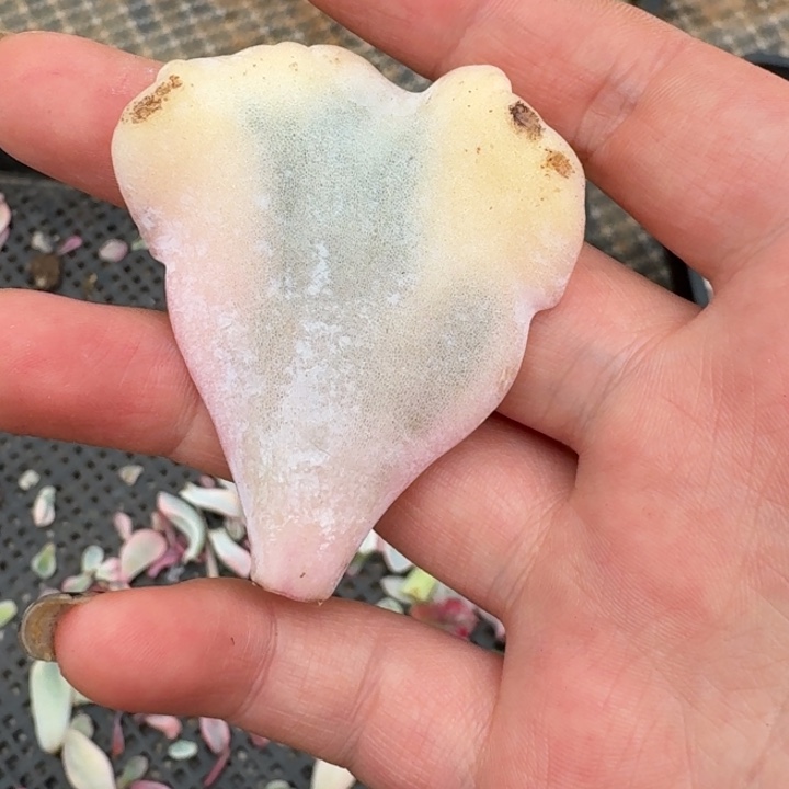 芭蕾舞者叶片一物一拍