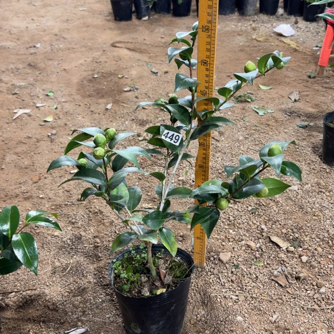 少量花朵（建议范围：2朵-5朵 或40%以下）449志愿者