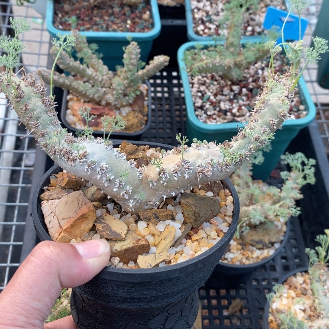 白皮越界多肉植物