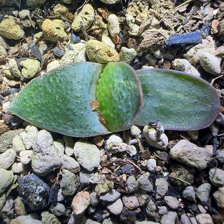 大宽叶特军配锦实生苗，免费寄养