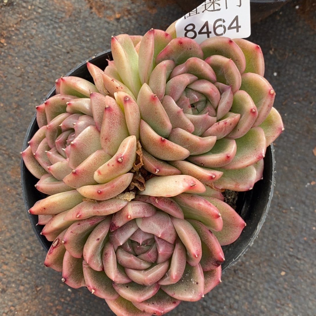 娜***姐杂交精品多肉8464~12厘米