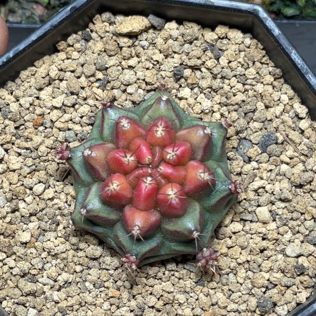 当前无花朵，栽培后可花朵粉红派