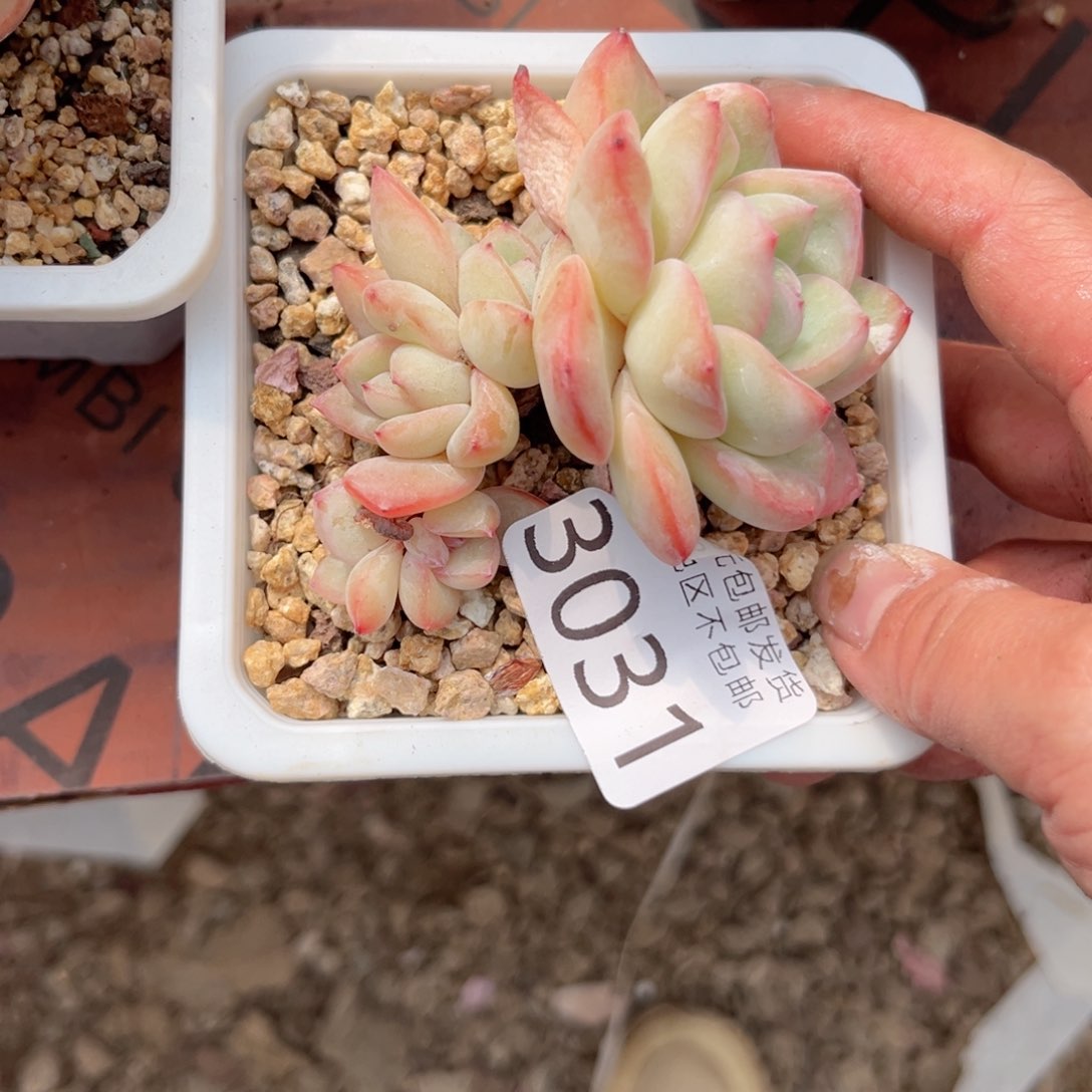 大3031、xv c b c b b b b