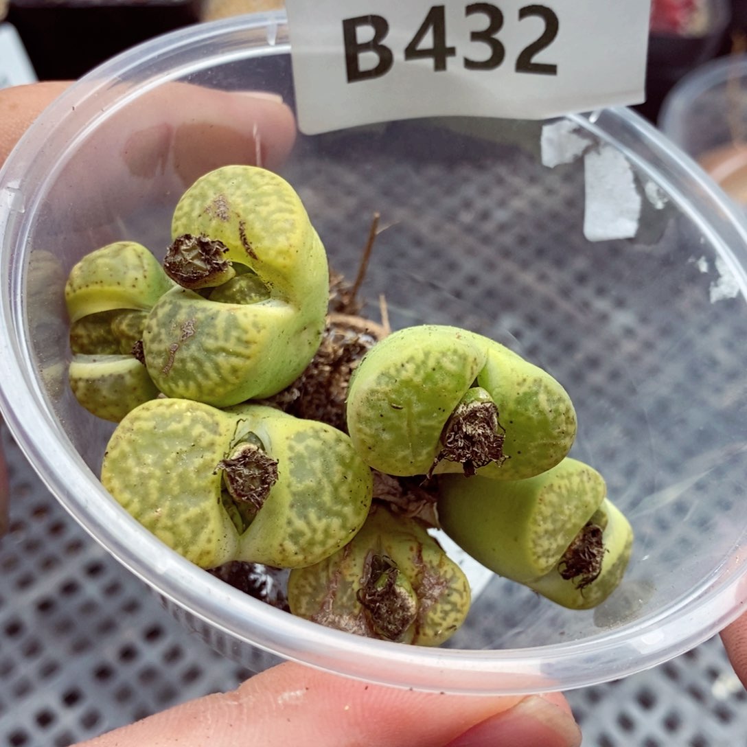 我的小姐姐们都是我432