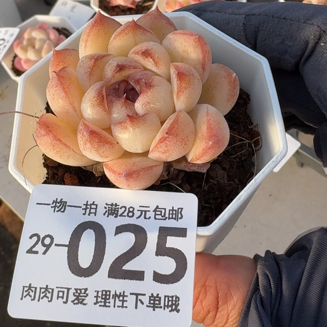 紫晶石无盆土发货无