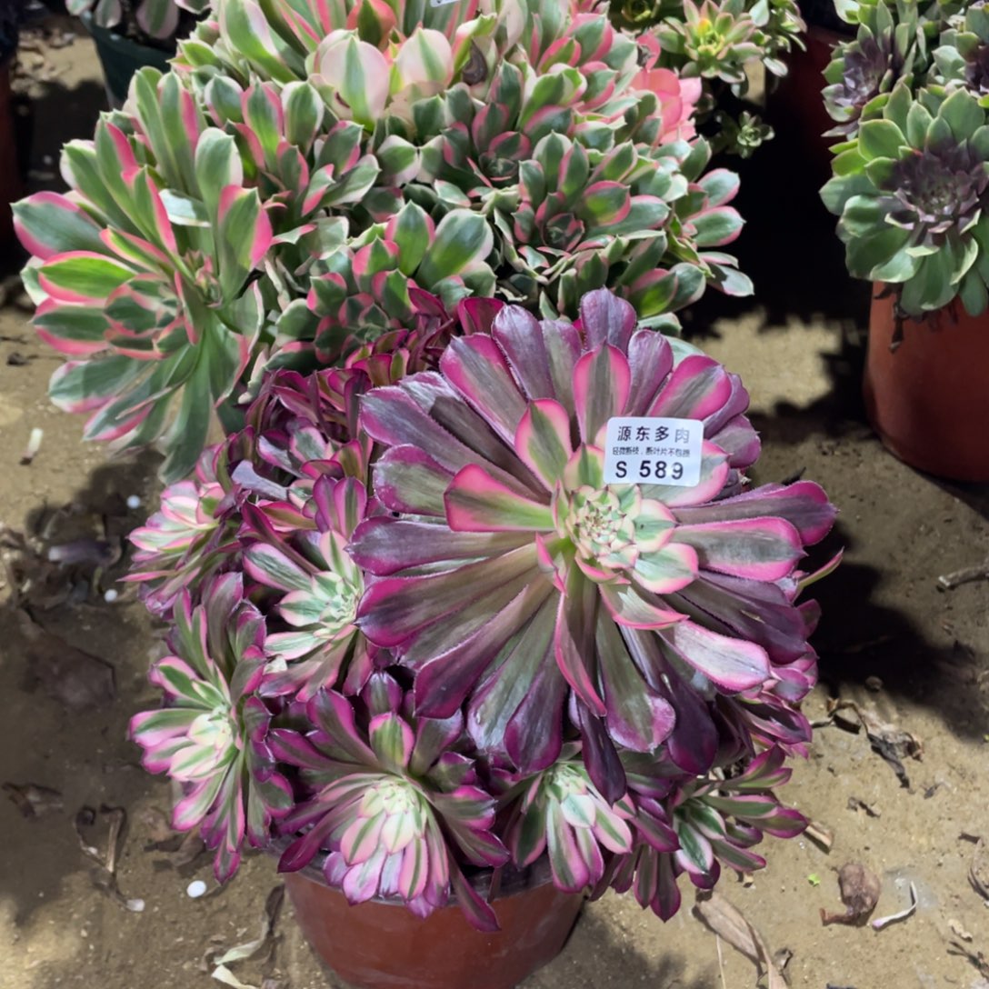 589红铜壶锦多肉法师断枝不包