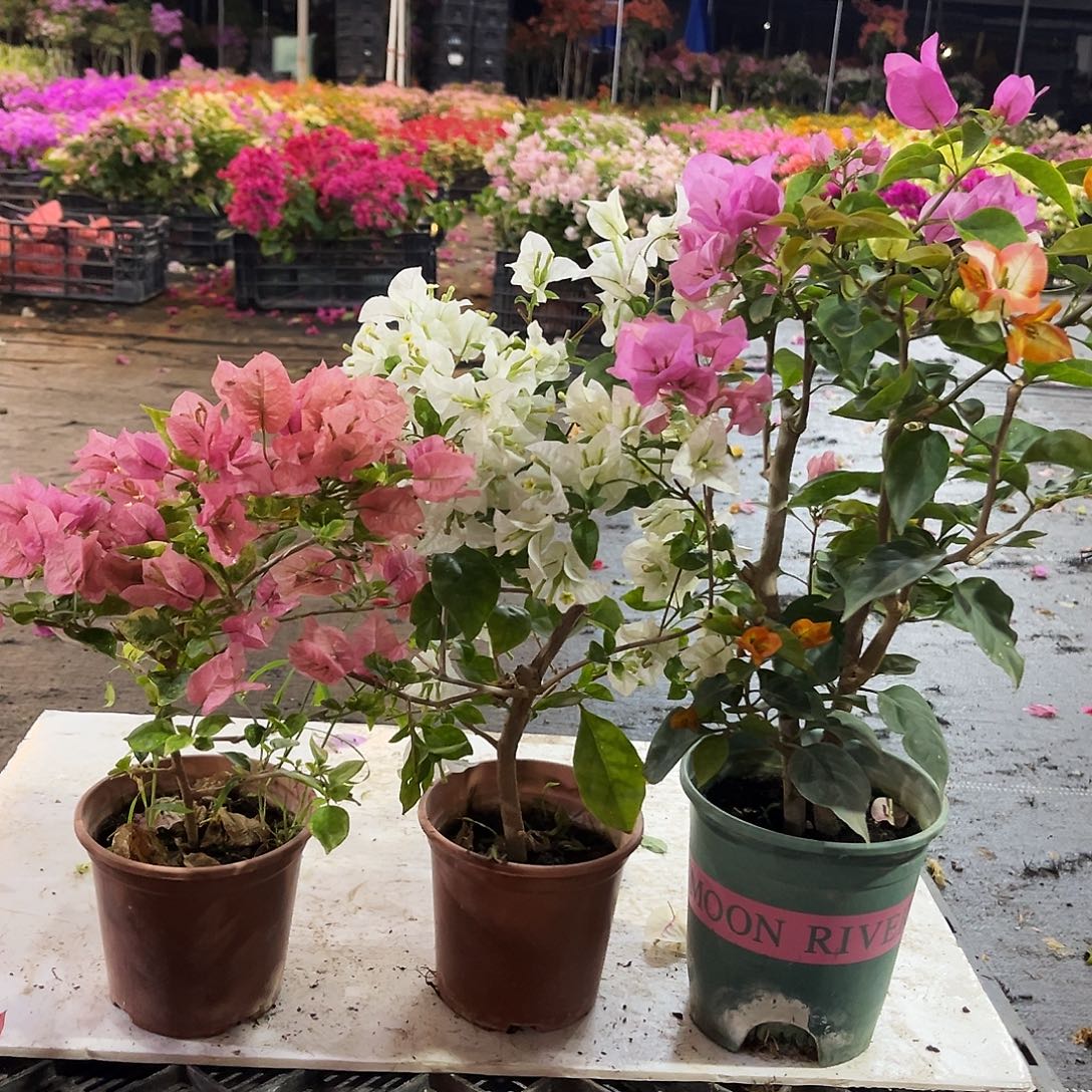 大部分花苞少量开放班叶米罗，白雪公主，浅彩虹