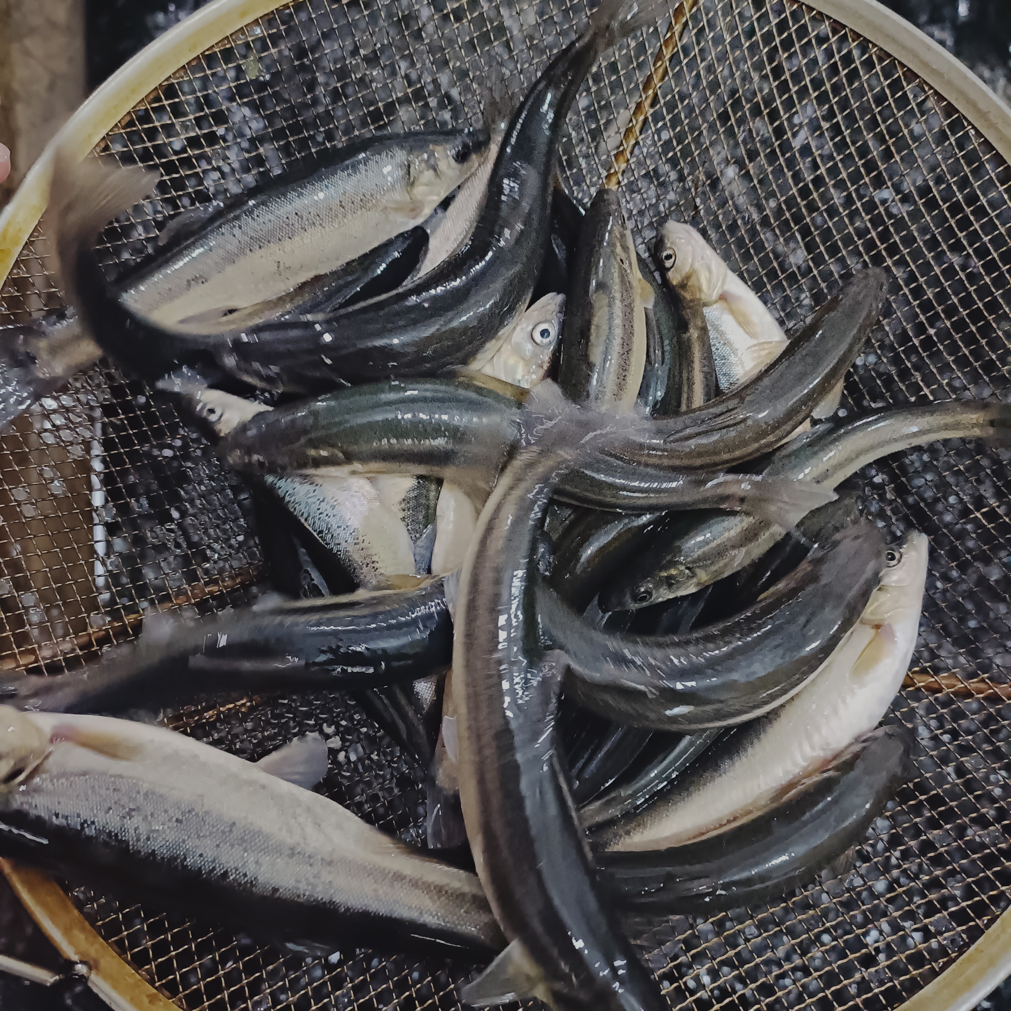 发6.8到7斤，柳根鱼，有大有小，介意勿下单，顺丰发货