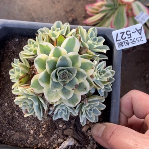 527山地玫瑰锦满25包邮多肉