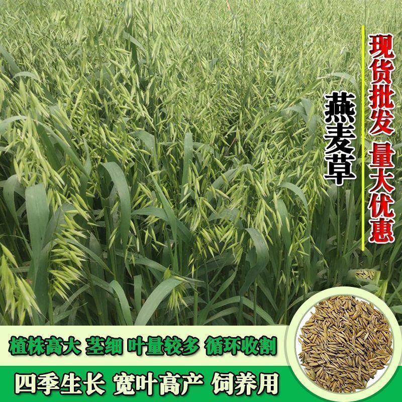 饲用燕麦种子养殖超高产四季牧草种子耐寒种籽草籽绿肥牛羊草种籽