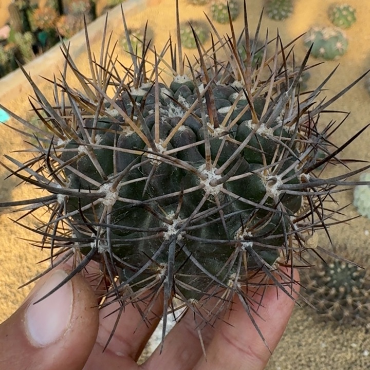 极光球有根66666666