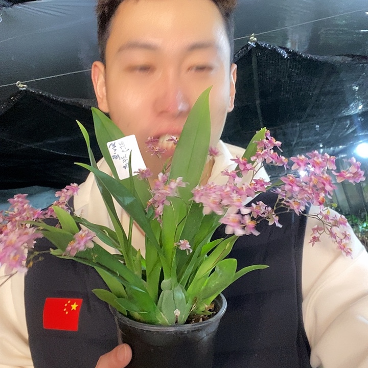 无花朵粉色文心兰