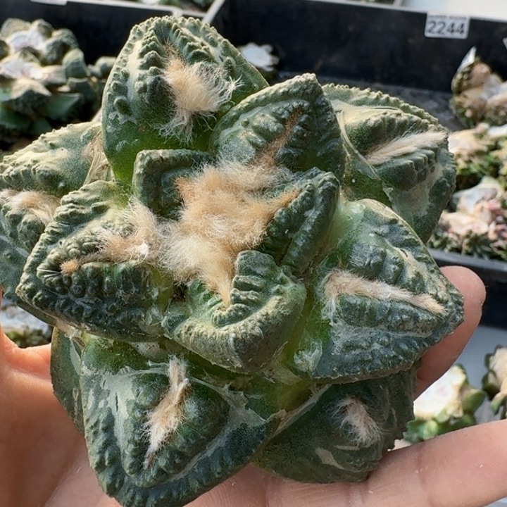 落地老金毛龟甲牡丹2450