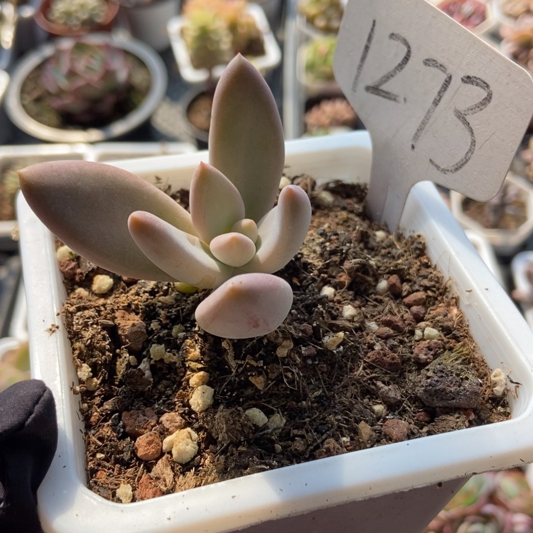 1273哥特多肉植物保护