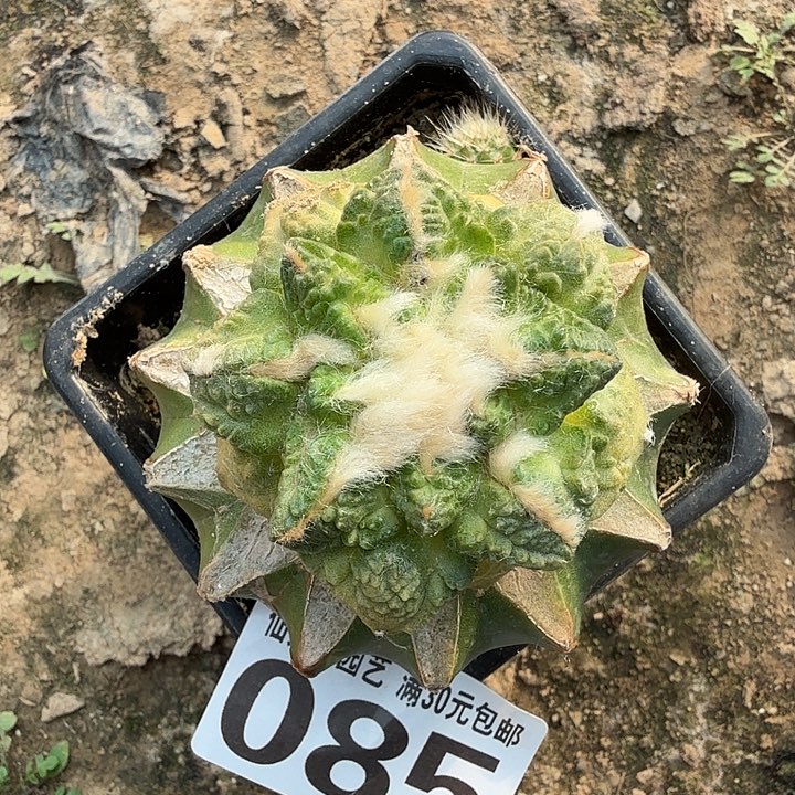 无花朵085螺旋辛顿牡丹锦东三