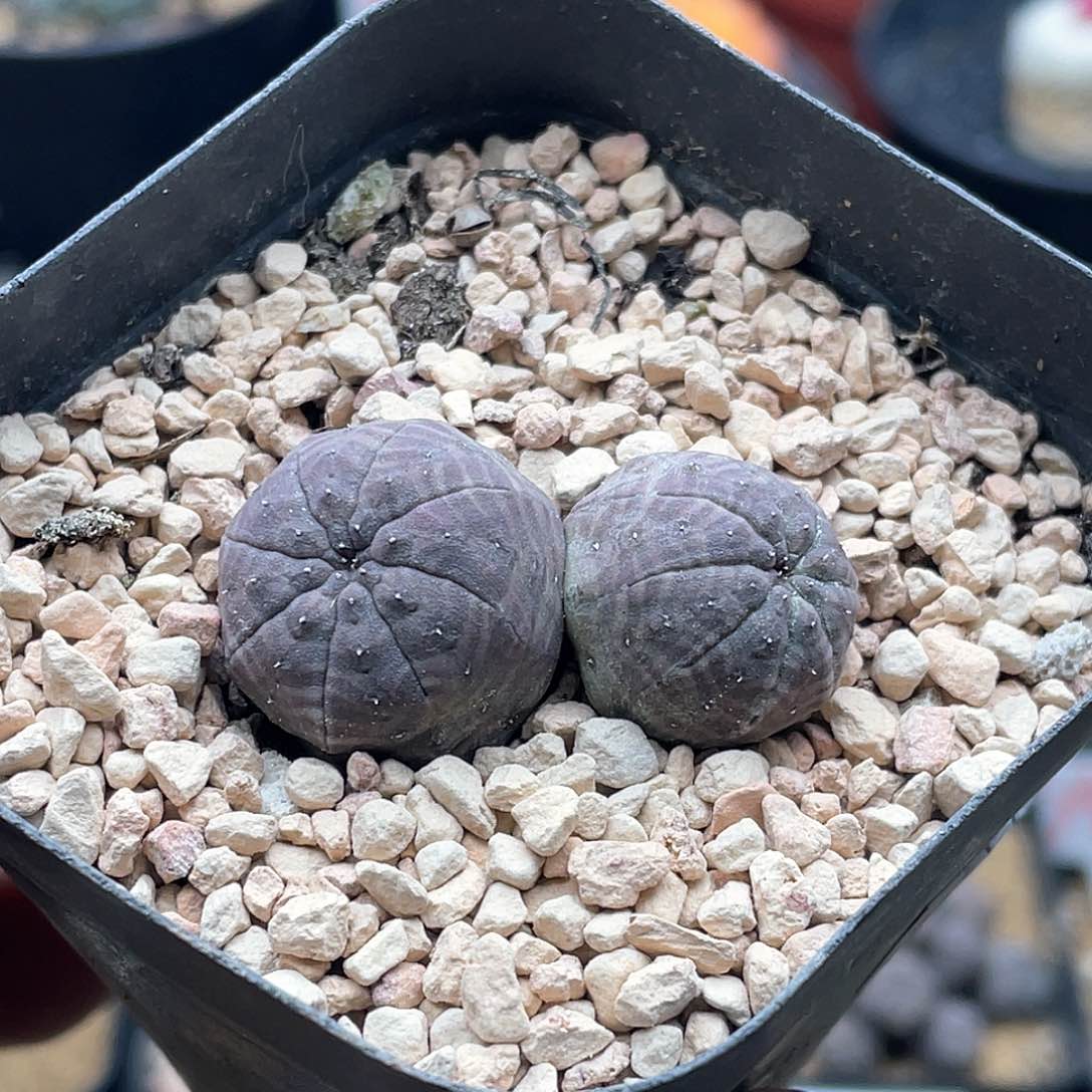 双头紫肌欧系布纹球