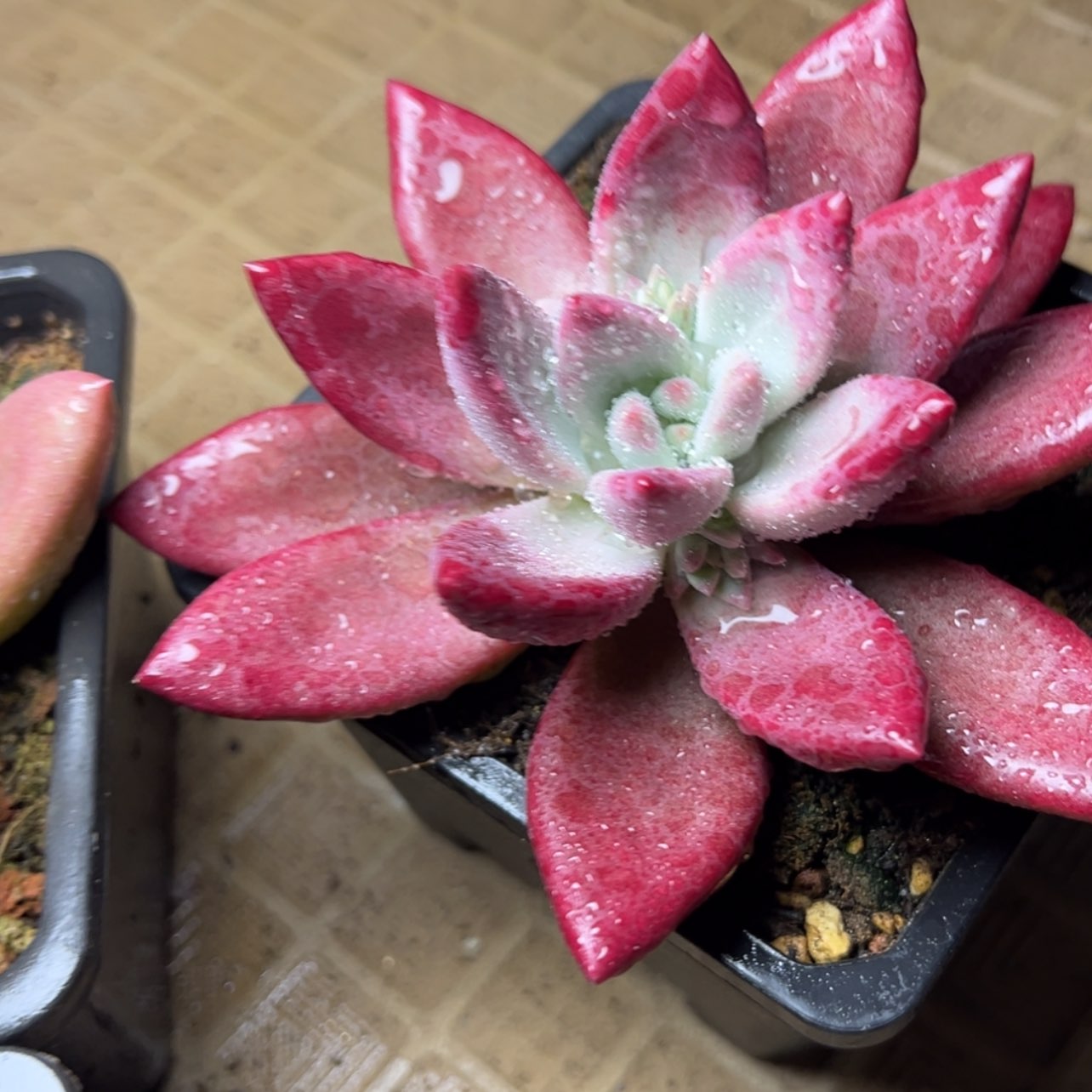 【闪购商品】赫菲斯托多肉39.8