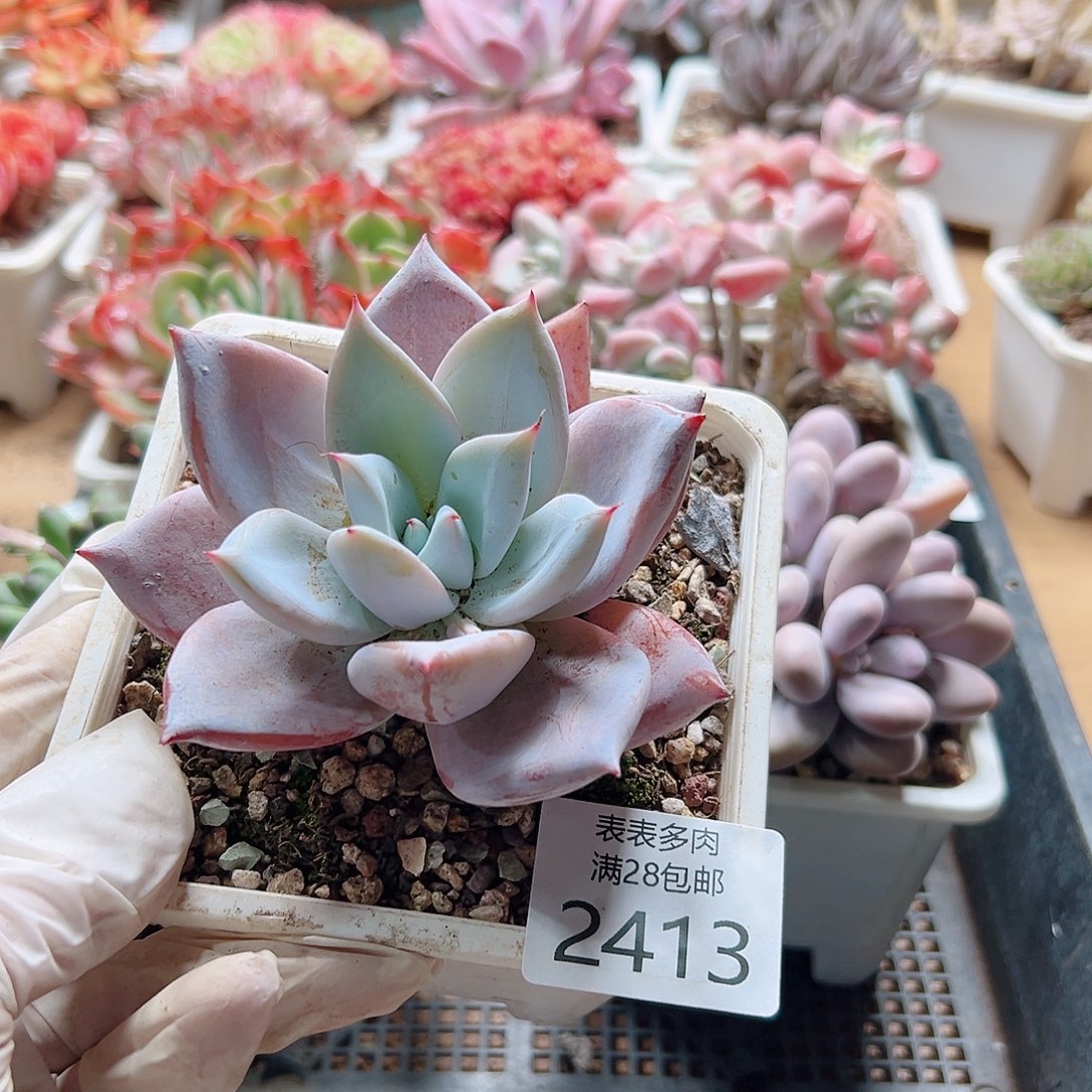 多肉一物一拍2413