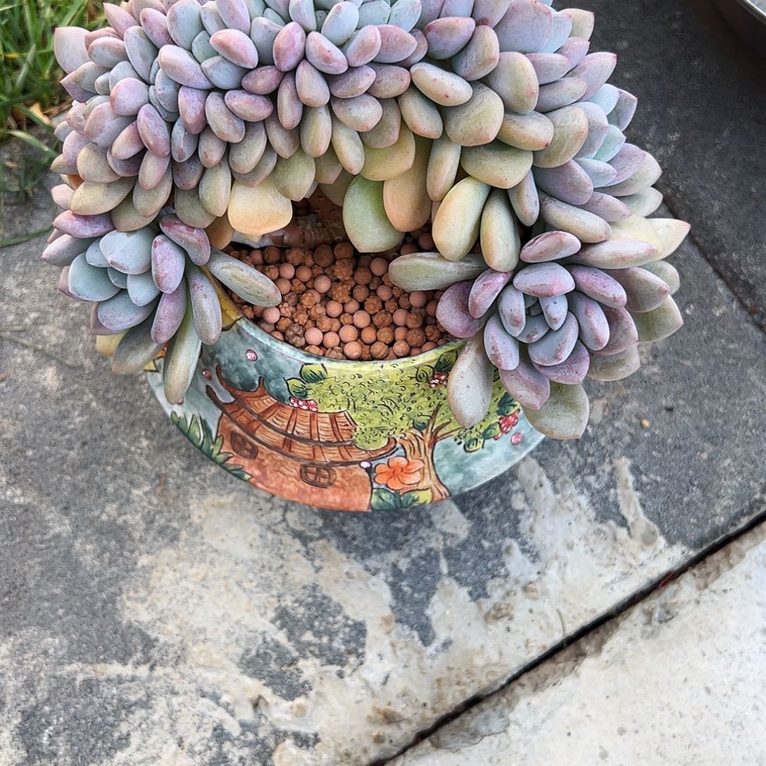 让***儿白露缀化白鹭缀化