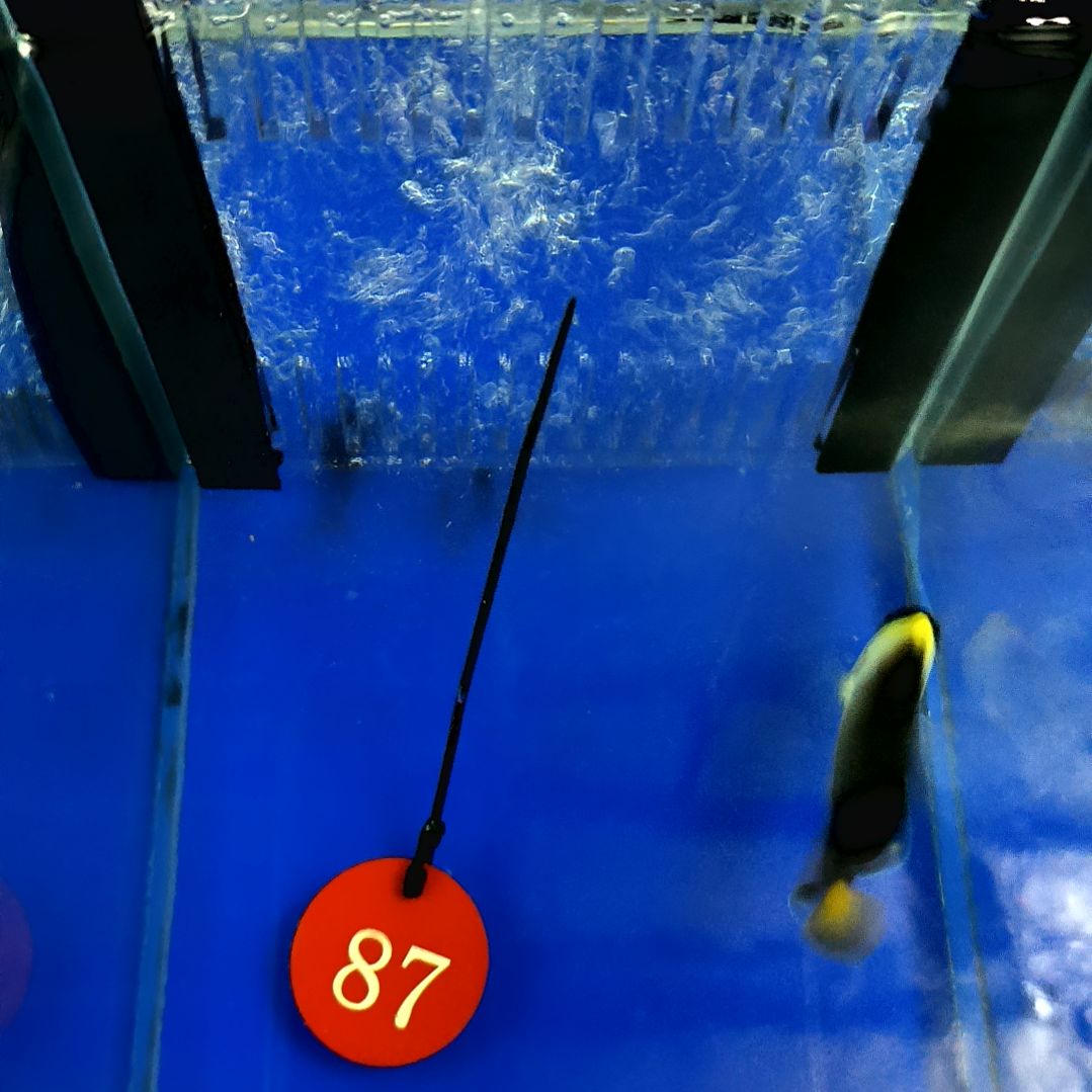 海水鱼黄尾仙6+/2-12-87