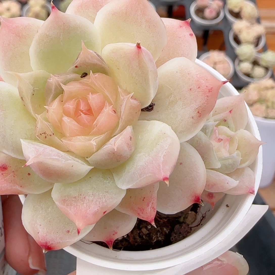 花语多肉1223-255溏心