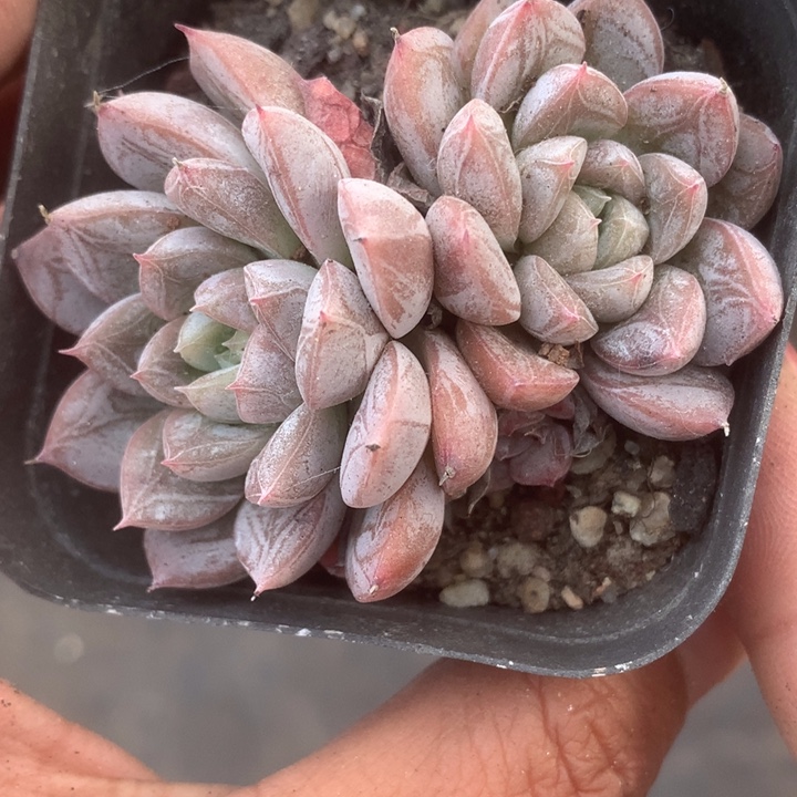 百达翡翠双。（满9.99包邮不满9.99发叶子）