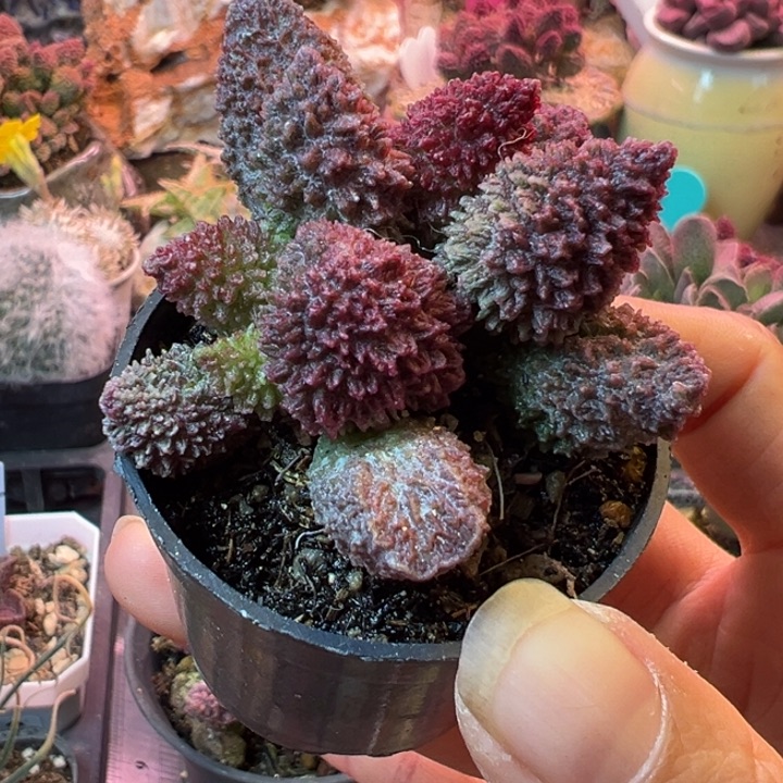 洁可以说是一种生活方式