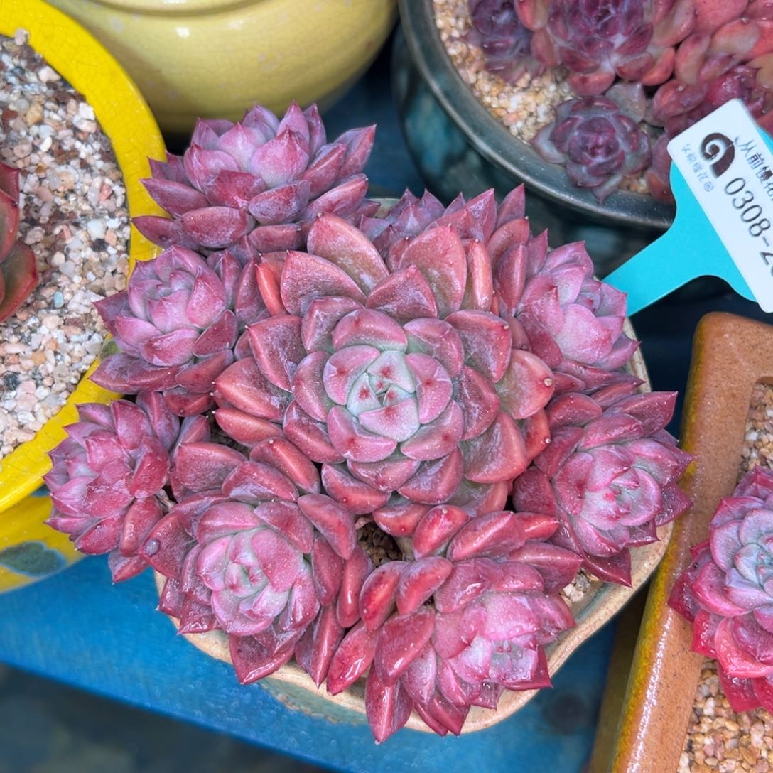 多肉一物一拍0308.236