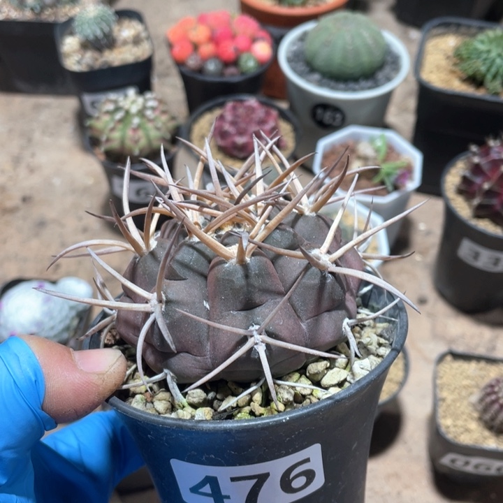 476实生狂刺守金摩天龙