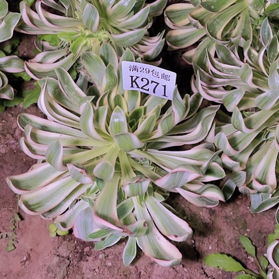 271青莲多肉植物