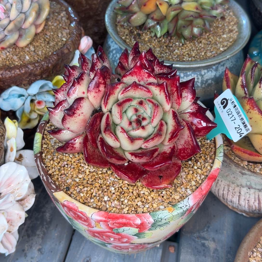 多肉一物一拍0217-204